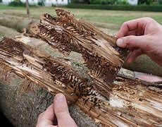 Image result for Tree Bark Beetle
