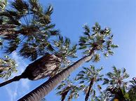 Image result for Cabbage Palm