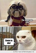 Image result for Cute Harry Potter Animal Memes