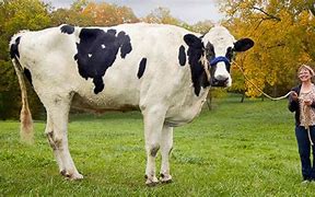 Image result for Giant Cow
