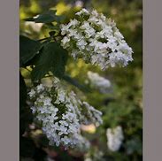 Image result for Hydrangea querc. Snowflake