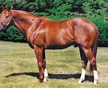 Image result for Secretariat Horse Heart