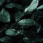 Image result for Green Background Aesthetic 1920X1080