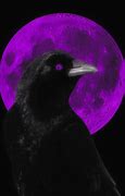 Image result for S77 Crow