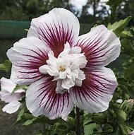 Image result for Hibiscus syriacus Starburst Chiffon