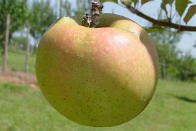 Image result for Esopus Spitzenburg Apple