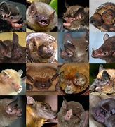 Image result for Bat Speecies