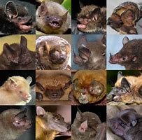 Image result for Types of Bats Species