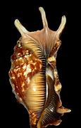 Image result for Coquillage De Mer Forme