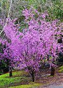 Image result for Well Pruned Apple Tree