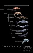 Image result for Killer Whale Evolution