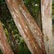 Clethra barbinervis-க்கான படிம முடிவு