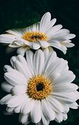 Image result for Flower for Phone Case Drawing