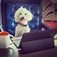 Image result for Working From Home Dog Meme