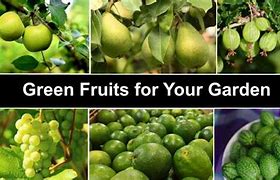 Image result for Small Green Fruit Identification