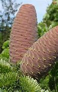 Image result for Abies nordmanniana