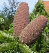 Image result for Abies nordmanniana Munsterland