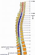 Image result for ontervertebral