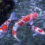 Image result for Beautiful Fish Wallpaper iPhone
