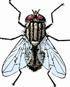 Image result for Sharp Fly Killer Logo