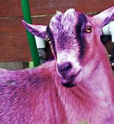 Image result for Reto 4 Goat