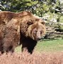 Image result for Largest Bear Ever