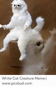 Image result for White Cat Why Meme