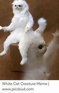 Image result for White Cat Standing Meme