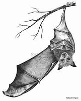 Image result for Bat Tattoo Designs Drawings