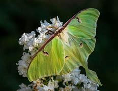 Image result for Different Moth Types