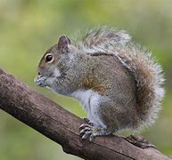 Image result for Squirrel