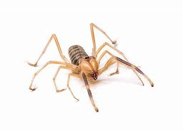 Image result for World Biggest Camel Spider