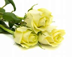 Image result for Yellow and Green Rose
