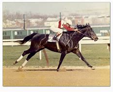 Image result for Ruffian Racehorse