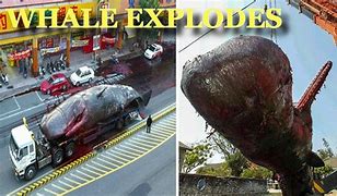 Image result for Exploding Whale Taiwan