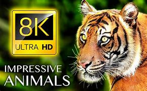 Image result for Impressive Animals 8K