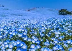 Image result for Blue Japanese Flower Meanings