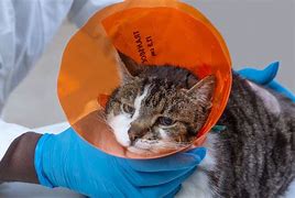 Image result for Cat Surgeon