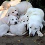 Image result for Akbash Dog