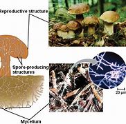 Image result for Fungus Cell Structure