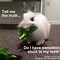 Image result for Rabbit Food Meme
