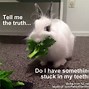 Image result for Silly Rabbit Meme