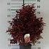 Biletresultat for Physocarpus opulifolius Little Angel (r)