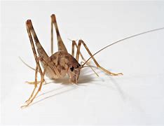 Image result for The Largest Cave Cricket