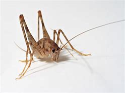 Image result for Cricket Wings