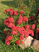 Image result for Rosa Rote The Fairy