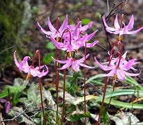 Image result for Erythronium Kinfauns Pink