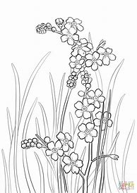 Image result for Forget Me Not Coloring Page