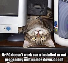 Image result for Cat Processing Meme