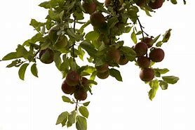 Image result for Apple Tree Branch PNG